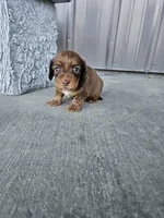 Akc Dixie , a female Miniature Dachshund for sale in Montgomery, IN – Photo 1 of 7