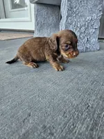 Akc Dixie , a female Miniature Dachshund for sale in Montgomery, IN – Photo 3 of 7