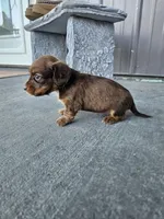Akc Dixie , a female Miniature Dachshund for sale in Montgomery, IN – Photo 5 of 7