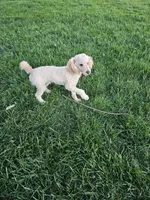 Reco, a male Poodle - Toy  for sale in Montgomery, IN – 3 of 4