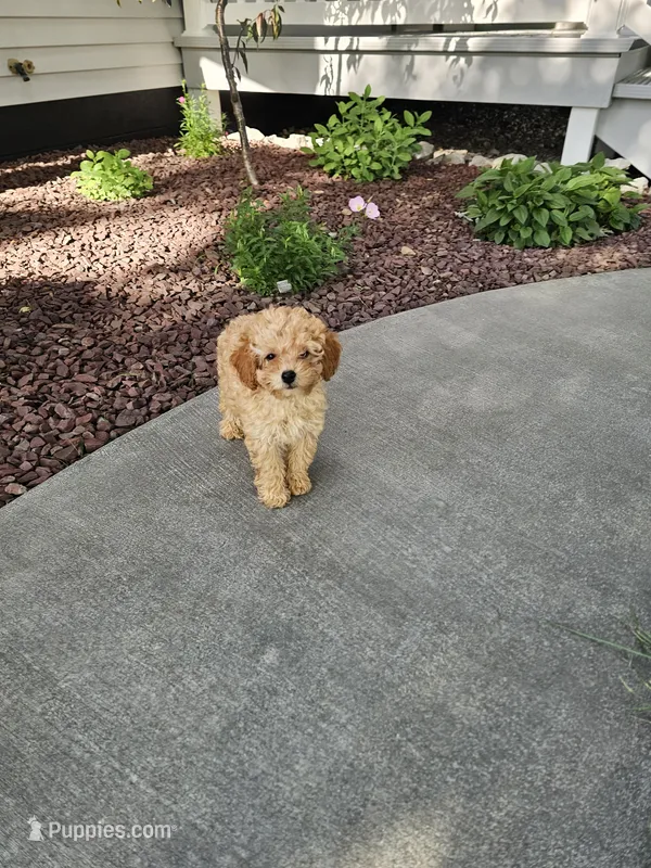 Hazel , a female Poodle - Toy  for sale in Montgomery, IN – 1 of 8