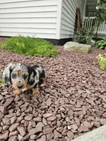 Akc Rose, a female Miniature Dachshund for sale in Montgomery, IN – 7 of 8
