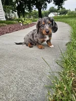 Akc Quinn , a male Miniature Dachshund for sale in Montgomery, IN – 7 of 7