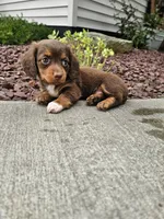 Akc Izzy , a female Miniature Dachshund for sale in Montgomery, IN – 4 of 8