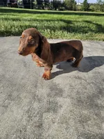 Akc Ollie , a male Miniature Dachshund for sale in Montgomery, IN – 5 of 9