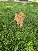 Tonia, a female Poodle - Toy  for sale in Montgomery, IN – 2 of 6