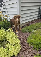 Atlas, a male Miniature Australian Shepherd for sale in Montgomery, IN – Photo 1 of 7