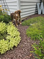 Atlas, a male Miniature Australian Shepherd for sale in Montgomery, IN – Photo 4 of 7