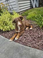Atlas, a male Miniature Australian Shepherd for sale in Montgomery, IN – Photo 7 of 7