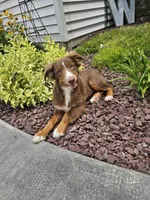 Atlas, a male Miniature Australian Shepherd for sale in Montgomery, IN – Photo 6 of 7
