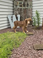 Atlas, a male Miniature Australian Shepherd for sale in Montgomery, IN – Photo 2 of 7