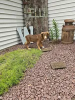 Atlas, a male Miniature Australian Shepherd for sale in Montgomery, IN – Photo 3 of 7