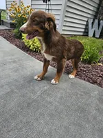 Atlas, a male Miniature Australian Shepherd for sale in Montgomery, IN – Photo 5 of 7