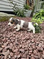 Akc Ian , a male Miniature Dachshund for sale in Montgomery, IN – 4 of 8