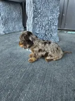 Akc Molly , a female Miniature Dachshund for sale in Montgomery, IN – Photo 6 of 8