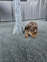 Akc Molly , a female Miniature Dachshund for sale in Montgomery, IN – Photo 7 of 8