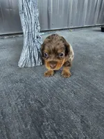 Akc Molly , a female Miniature Dachshund for sale in Montgomery, IN – Photo 2 of 8