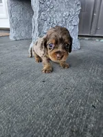 Akc Molly , a female Miniature Dachshund for sale in Montgomery, IN – Photo 3 of 8