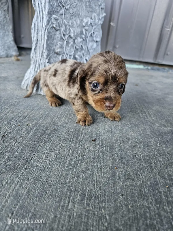 Akc Molly  – Miniature Dachshund puppy for sale in Montgomery, IN