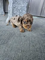 Akc Molly , a female Miniature Dachshund for sale in Montgomery, IN – Photo 1 of 8
