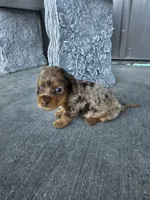 Akc Molly , a female Miniature Dachshund for sale in Montgomery, IN – Photo 8 of 8