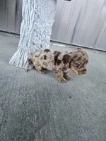 Akc Molly , a female Miniature Dachshund for sale in Montgomery, IN – Photo 4 of 8