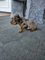 Akc Molly , a female Miniature Dachshund for sale in Montgomery, IN – Photo 5 of 8