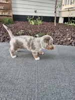Akc Liby, a female Miniature Dachshund for sale in Montgomery, IN – 4 of 6