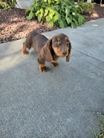 Akc Ollie , a male Miniature Dachshund for sale in Montgomery, IN – 9 of 9