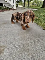 Akc Toby , a male Miniature Dachshund for sale in Montgomery, IN – 2 of 7