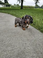 Akc Quinn , a male Miniature Dachshund for sale in Montgomery, IN – 5 of 7