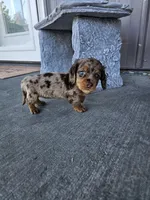 Akc Molly , a female Miniature Dachshund for sale in Montgomery, IN – 9 of 9