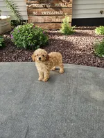 Hazel , a female Poodle - Toy  for sale in Montgomery, IN – 8 of 8