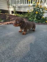 Akc Ollie , a male Miniature Dachshund for sale in Montgomery, IN – 8 of 8