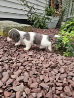 Akc Ian , a male Miniature Dachshund for sale in Montgomery, IN – 6 of 8