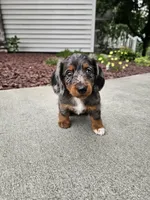 Akc Quinn , a male Miniature Dachshund for sale in Montgomery, IN – 4 of 7