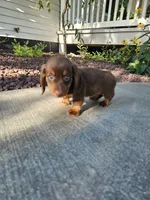 Akc Ollie , a male Miniature Dachshund for sale in Montgomery, IN – 4 of 8