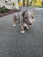 Akc Liby, a female Miniature Dachshund for sale in Montgomery, IN – 2 of 6