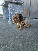 Akc Molly , a female Miniature Dachshund for sale in Montgomery, IN – 6 of 9
