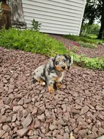 Akc Rose, a female Miniature Dachshund for sale in Montgomery, IN – 6 of 8
