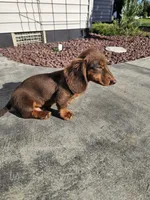 Akc Ollie , a male Miniature Dachshund for sale in Montgomery, IN – 2 of 9