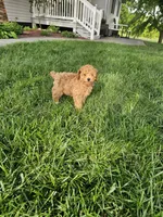 Tonia, a female Poodle - Toy  for sale in Montgomery, IN – 6 of 6