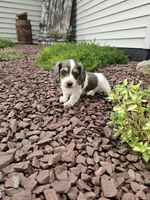 Akc Ian , a male Miniature Dachshund for sale in Montgomery, IN – 5 of 8