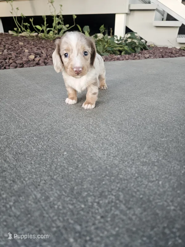 Akc Liby – Miniature Dachshund puppy for sale in Montgomery, IN