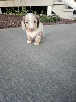 Akc Liby, a female Miniature Dachshund for sale in Montgomery, IN – 1 of 6