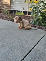 Akc Tucker , a male Miniature Dachshund for sale in Montgomery, IN – 7 of 7