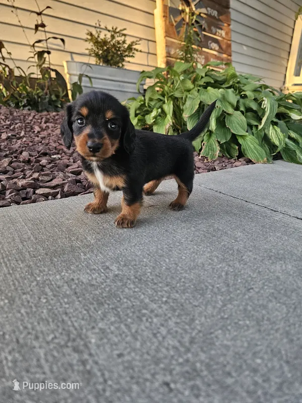 Akc Lacy  – Miniature Dachshund puppy for sale in Montgomery, IN
