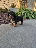 Akc Lacy , a female Miniature Dachshund for sale in Montgomery, IN – 2 of 6