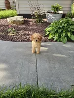 Hazel , a female Poodle - Toy  for sale in Montgomery, IN – 4 of 8