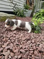 Akc Ian , a male Miniature Dachshund for sale in Montgomery, IN – 8 of 8
